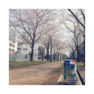 桜が咲く頃