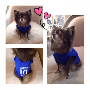 ♡♡本日の看板犬♡♡