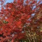 紅葉?