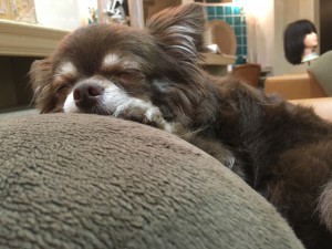♡看板犬♡