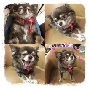 ♡看板犬♡