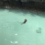 ピピ島！