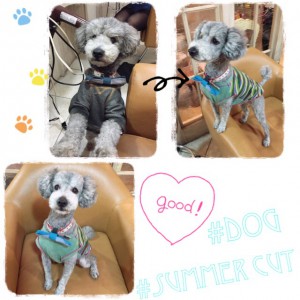 summer cut ❤︎❤︎
