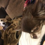 ♡ 幸 せ 生 活 ♡