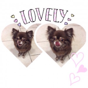 ♡♡本日の看板犬♡♡