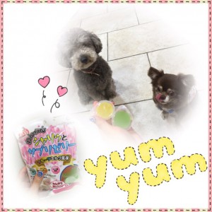 salon dog ♡