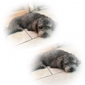 salon dog ♡