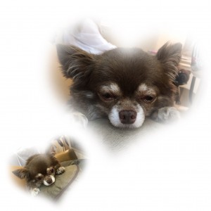 salon dog ♡