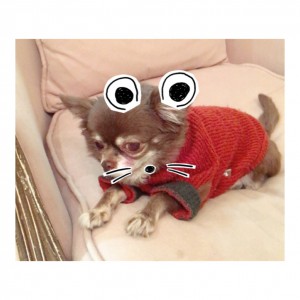 わんこchallenge✌︎