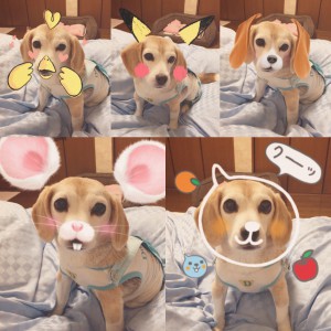 わんこchallenge✌︎