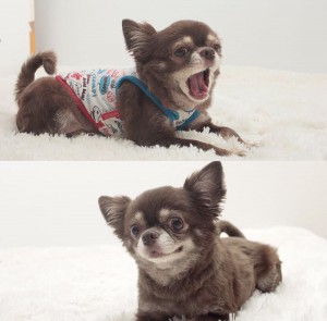 ❤︎ amie’s model dog ❤︎