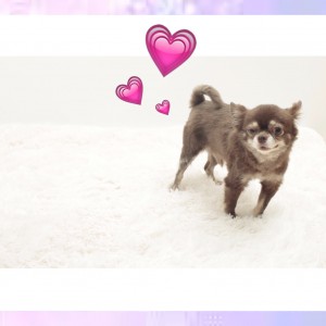 ❤︎ amie’s model dog ❤︎