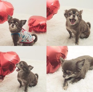 ❤︎ amie’s model dog ❤︎