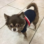 えいみーお犬さま事情。