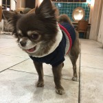 えいみーお犬さま事情。
