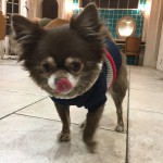 えいみーお犬さま事情。