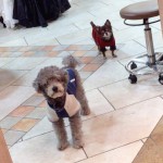 えいみーお犬さま事情。