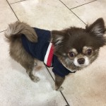 えいみーお犬さま事情。