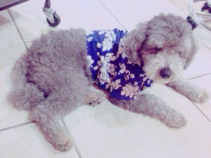 amie看板犬♡