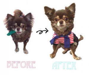 Dog cut !!!!