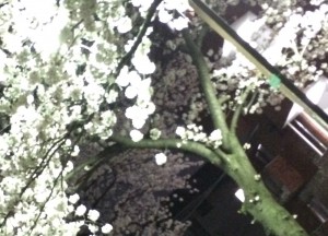 春爛漫⭐️