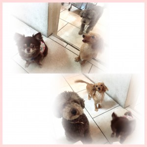 dog!dog!!dog!!!